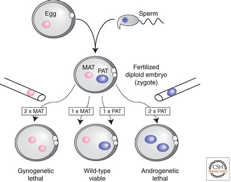 Genomic Imprinting in Mammals