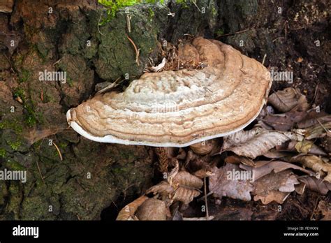 Oak tree fungus disease hi-res stock photography and images - Alamy