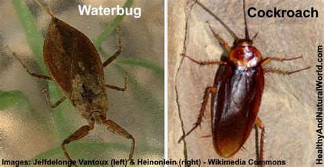 Waterbug: What it is and How to Effectively Get Rid of it