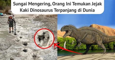 Sungai Mengering, Orang Ini Temukan Jejak Kaki Dinosaurus