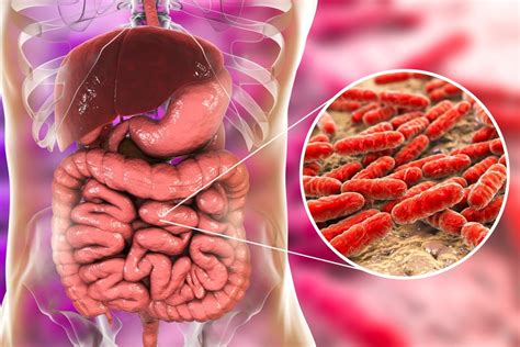 The microbiome explained: how a vast army of gut bacteria regulates ...