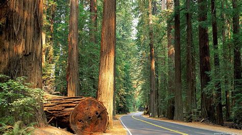 HD wallpaper: Del Norte Coast Redwoods State Park, California, Nature ...