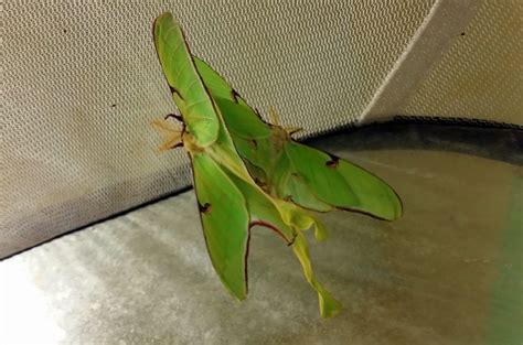 MOSI Outside: Luna Moth Life Cycle