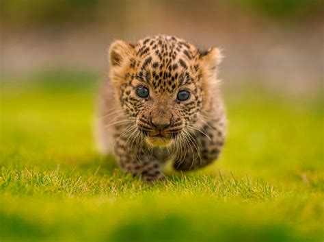 Two Leopard Cubs Happily Reunited With Their Mothers - Wildlife SOS