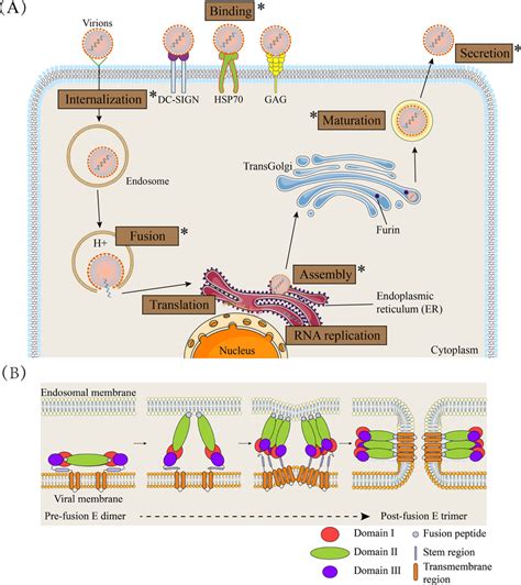 The flavivirus replication cycle and the fusogenic conformational ...