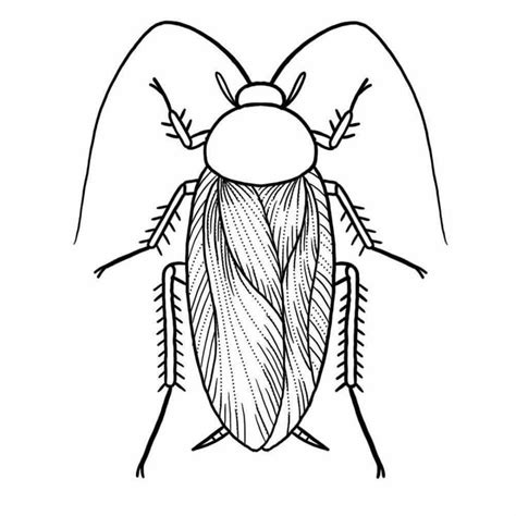 My little cockroach tattoo. Can't wait x | Drawings, Sketch inspiration ...