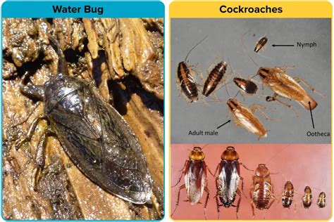 Water Bug vs. Roach [15 Differences] | APB