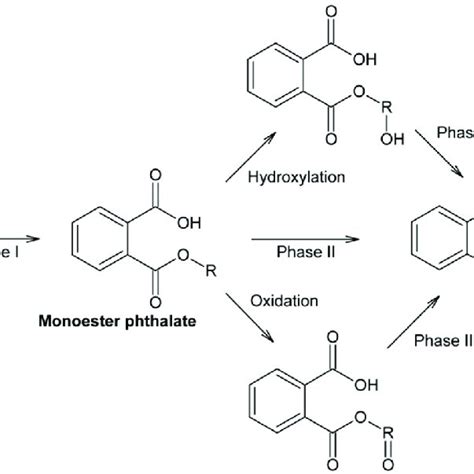 General chemical structure of phthalates. | Download Scientific Diagram