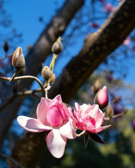 SF Botanical Garden Magnolias: When To See Them In 2024