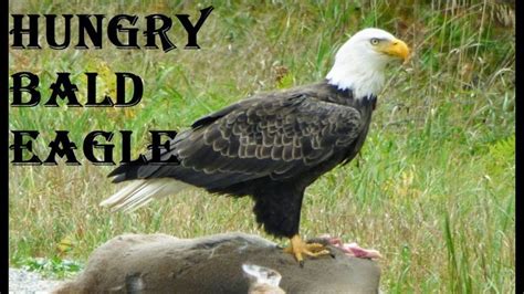 Hungry Bald Eagle ~ Michigan's Upper Peninsula | Bald eagle, Upper ...