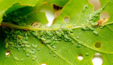 Aphid Spray Recipes – Austral Seedlings