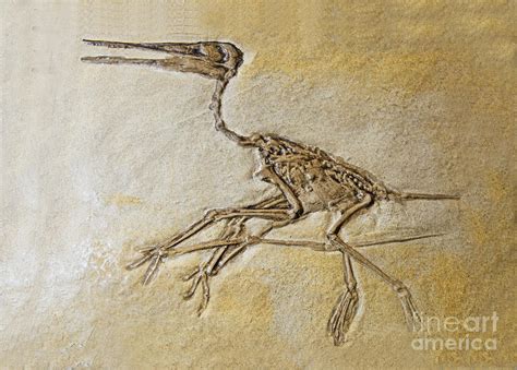 Pterosaur Fossil Photograph by Millard H. Sharp - Pixels