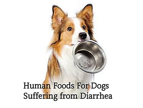 10 Human Foods Good for Dogs With Diarrhea or Upset Stomach | PetHelpful