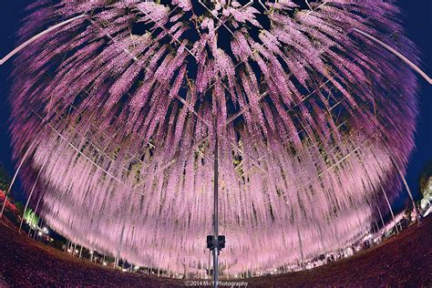 This 144-Year-Old Wisteria Is The Largest Of Its Kind In Japan