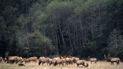 Wildlife in Redwood National Park