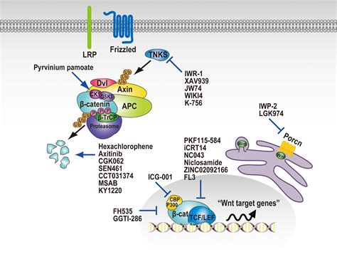 Discovery of chemical probes that suppress Wnt/β‐catenin signaling ...