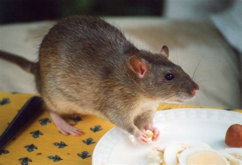 Key points about Lassa fever | Nigerian News, Latest Nigeria In News ...