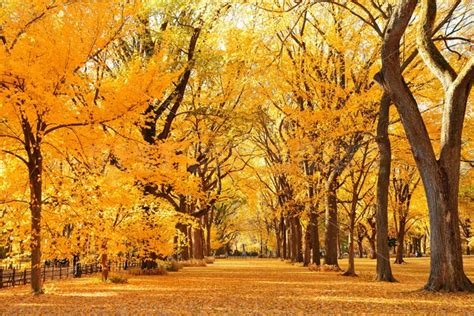 Central Park Autumn – Songquan Photography