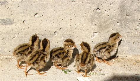 Male Or Female California Quail Chicks? | BackYard Chickens - Learn How ...