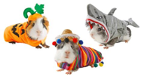 You Can Now Get Costumes For Your Hamsters For Halloween