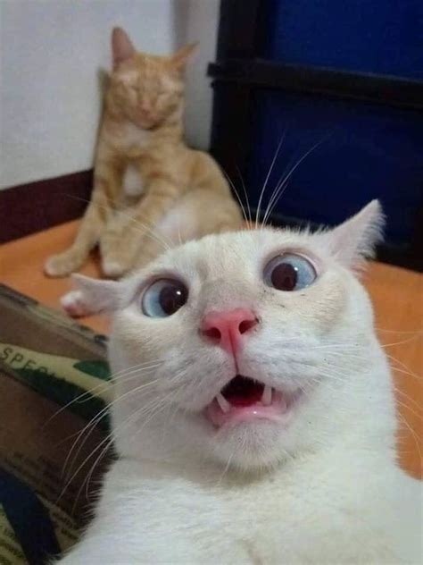 Funny Cats Faces - Cat Mania