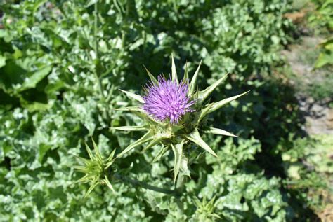 5 potential health benefits of milk thistle: - Trustherb