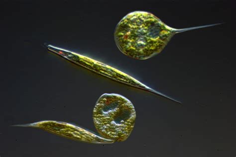 Plant Characteristics Of Euglena