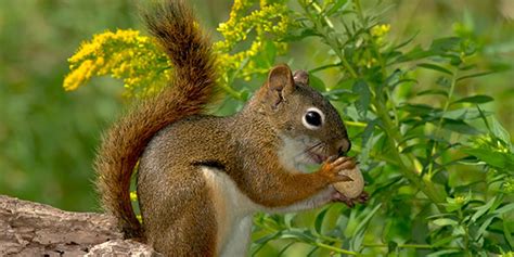 American Red Squirrel Behavior and Habits – Nature Blog Network