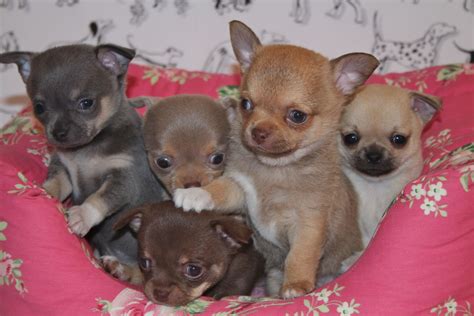 Chihuahua Puppies For Sale | Paris, TN #338795 | Petzlover