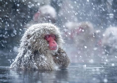 Hot Springs Help Japan's Snow Monkeys Cope With The Cold