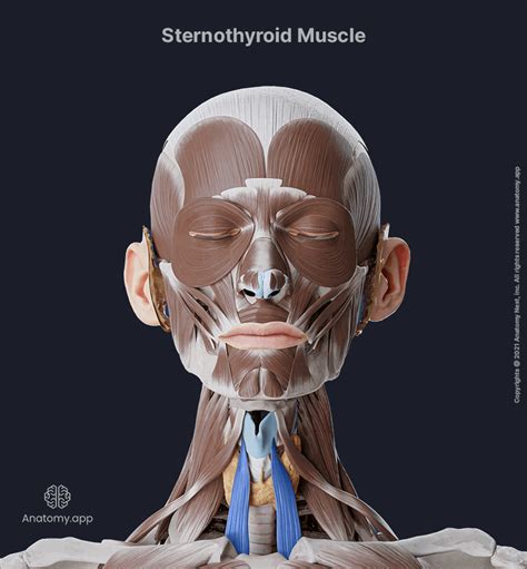 Sternothyroid | Encyclopedia | Anatomy.app | Learn anatomy | 3D models ...