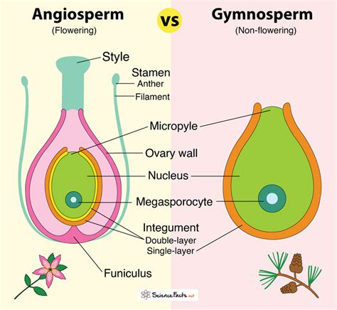 Angiosperm vs Gymnosperm: Definition, Differences & Similarities