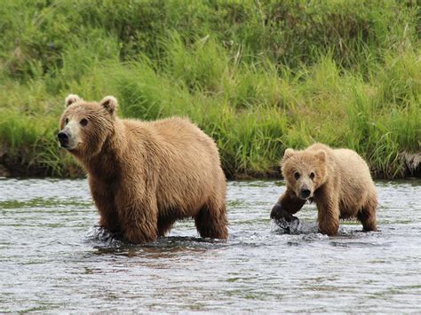 Kodiak Bear Viewing | Larsen Bay Lodge