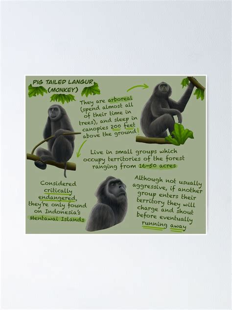 "Monkey (Pig Tailed Langur) Fun Facts" Poster for Sale by ...