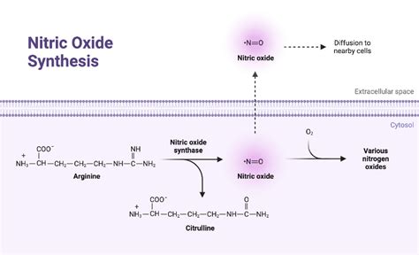 Nitric Oxide Synthesis 2 | BioRender Science Templates