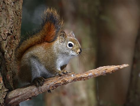 American red squirrel - Wikipedia