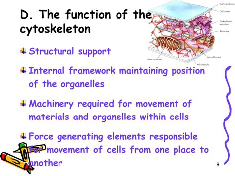 PPT - Cytoskeleton System PowerPoint Presentation, free download - ID ...