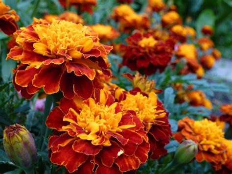 20 Best Fall Flowers to Plant for Autumnal Color | Fall flowers garden ...