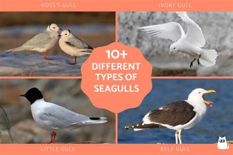 10+ Different Types of Seagulls - Sea Gull Types With Photos