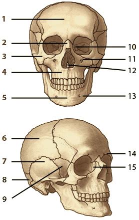 Free Anatomy Quiz - The Axial Skeleton, Quiz 2