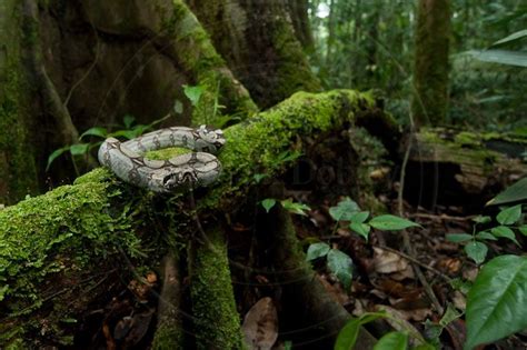 CalPhotos: Boa constrictor constrictor; Peruvian Red-tailed Boa | Boa ...