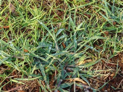 Weed of the Week: Crabgrass | Panhandle Agriculture