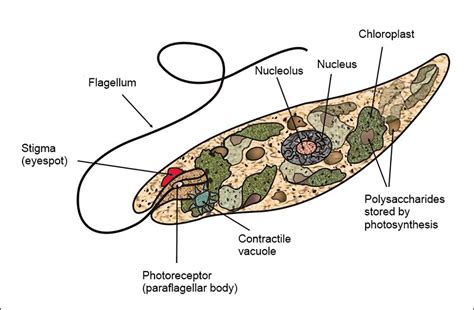 Introduction to Euglenids (Euglenoids) exhibiting both Plant and Animal ...