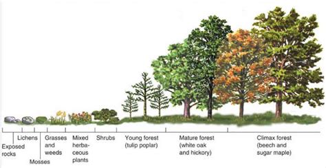 Plant succession. This natural process could be speeded up with the ...