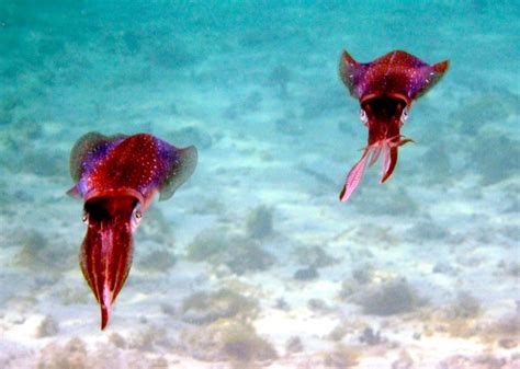 Caribbean Reef Squid – "OCEAN TREASURES" Memorial Library