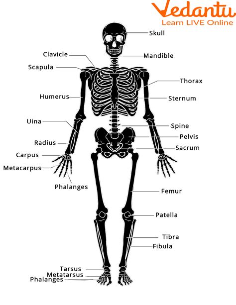 Human Skeletal System Learn Definition Functions And Facts – NBKomputer