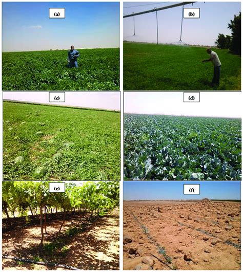 Examples on irrigated crops and irrigation practices in the three ...