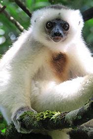 silky-sifaka - The Lemur Conservation Foundation