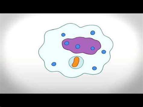 Phagocytosis Animation - YouTube