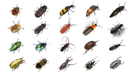 Beetle Bug Identifier | atelier-yuwa.ciao.jp